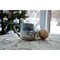 Dexsa God Coffee Tea Soup Ceramic Mug | God's promises are new every morning. | 16 ounce Designer Mug with Inspiring Sentiment | Elegant Pottery Look